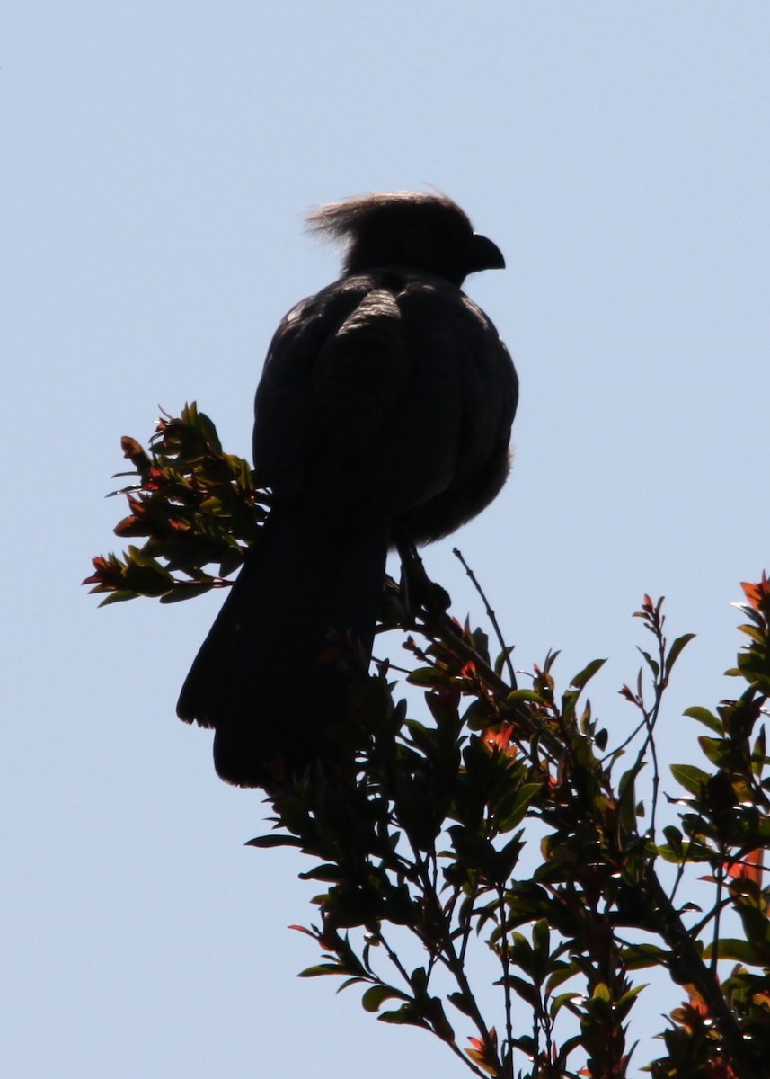 Gray Go-away-bird - ML647489268