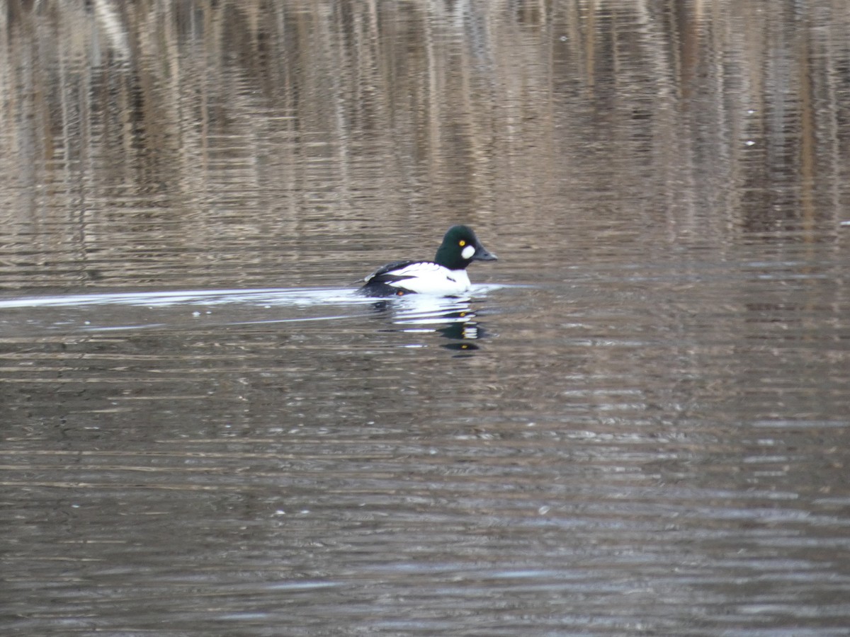 Murgilari urrebegia - ML647489269