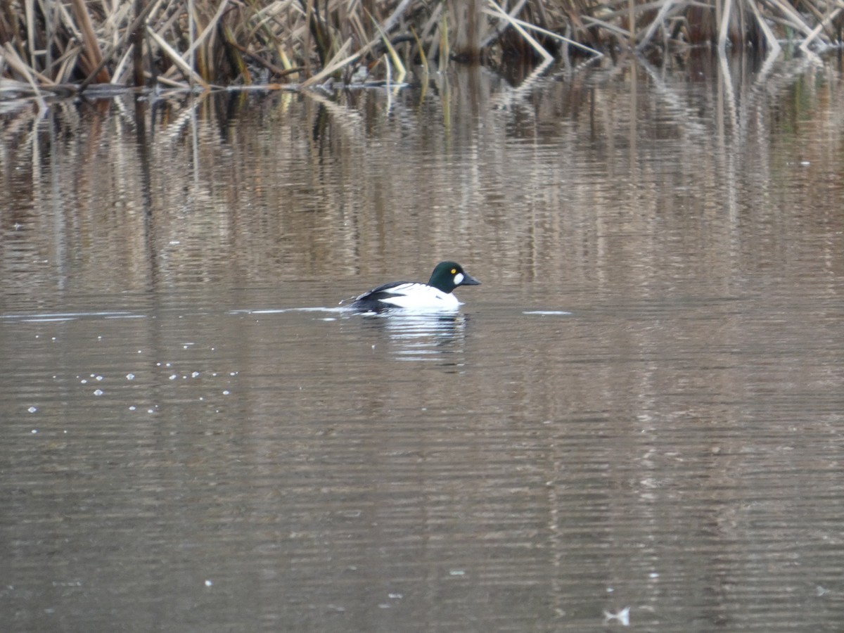 Murgilari urrebegia - ML647489271