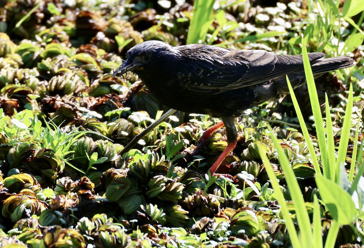 Arabazozo pikarta - ML647489272