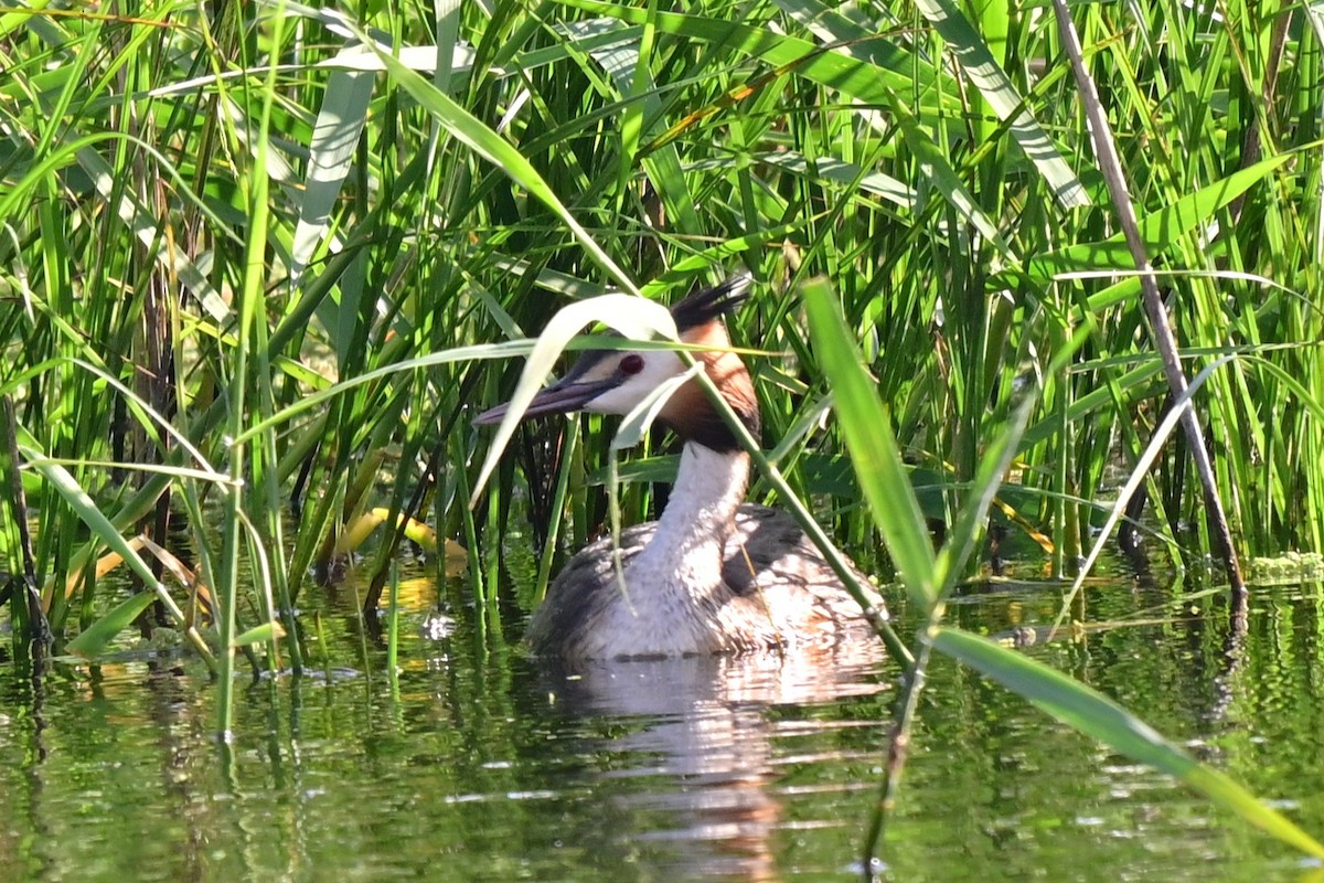 Murgil mottoduna - ML647489273