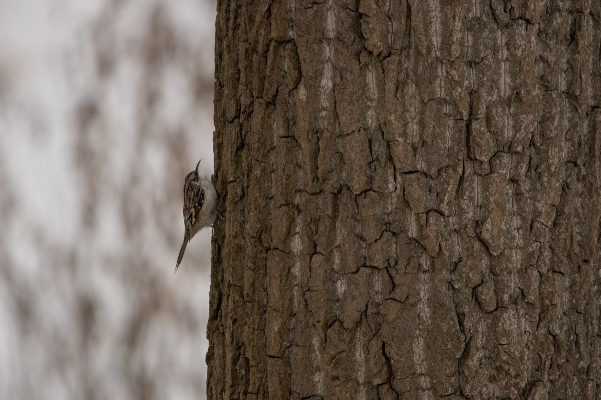 Gerri-txori amerikarra - ML647489275