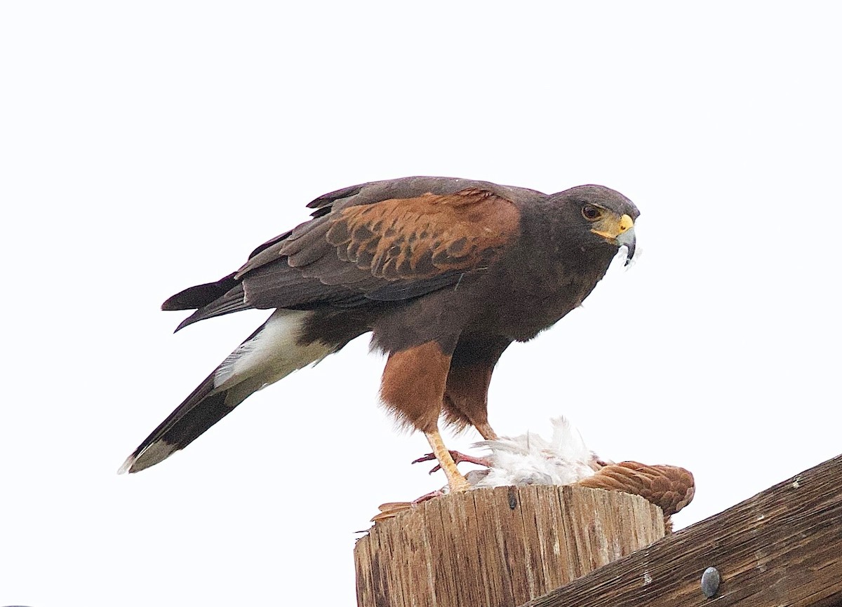 Harris zapelatza - ML647489276