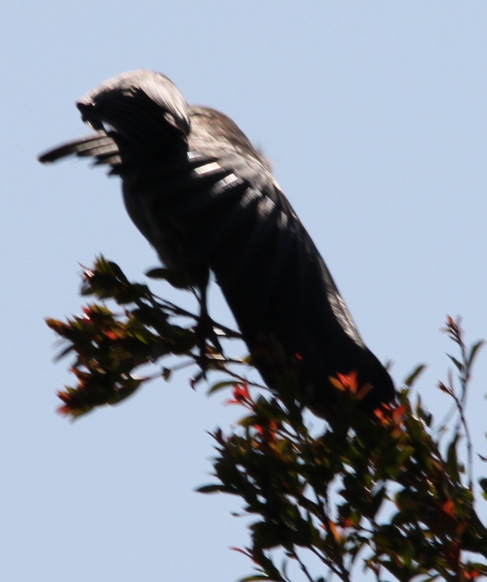 Gray Go-away-bird - ML647489278