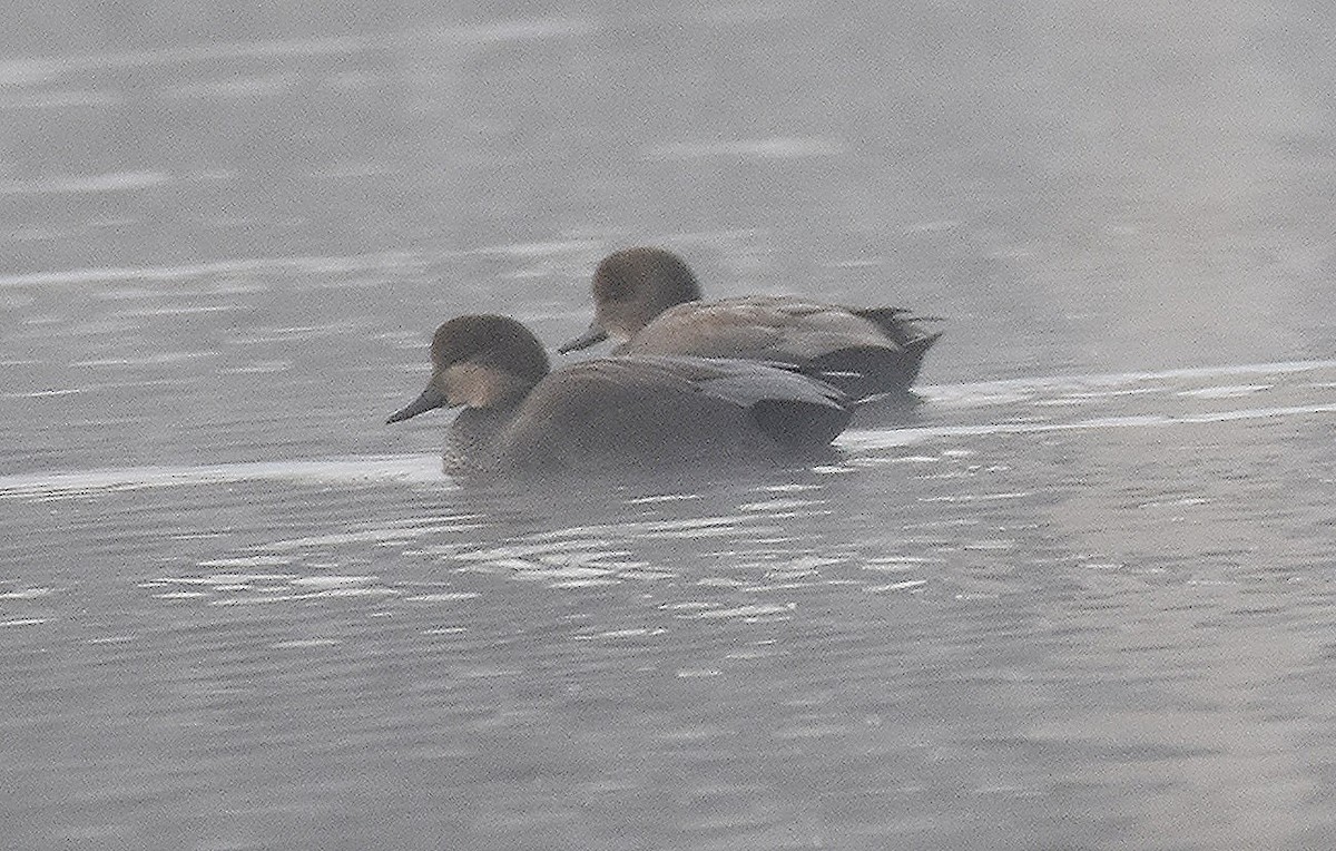 Ipar-ahatea - ML647489282