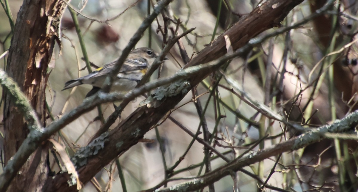 Yellow-rumped Warbler - ML647489283