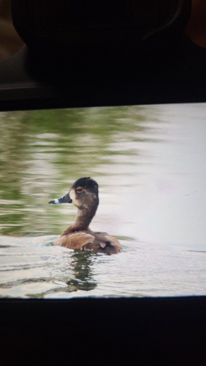 Murgilari lepokoduna - ML647489284