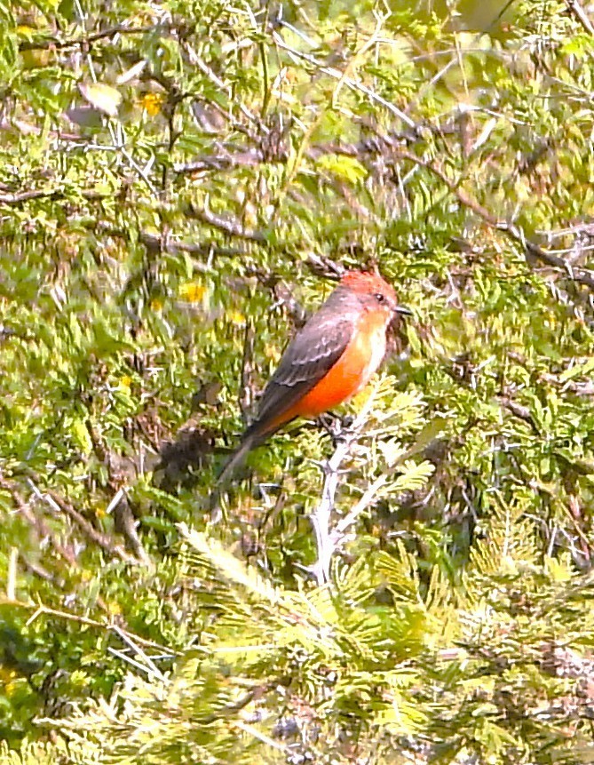 Vermilion Flycatcher - ML647489285
