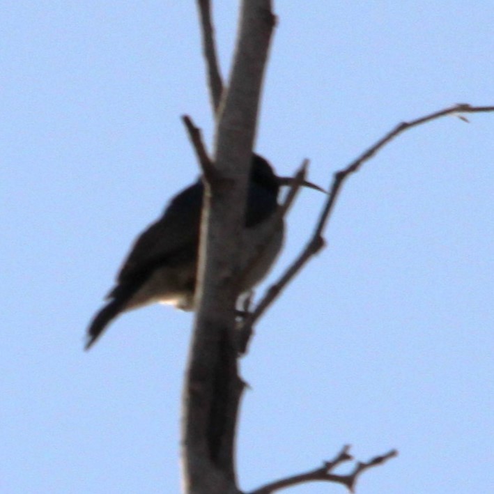 White-bellied Sunbird - ML647489286