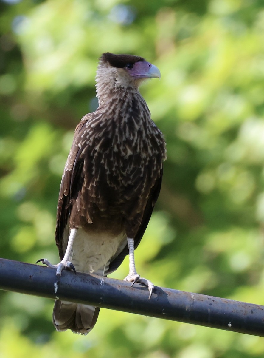 Crested Caracara - ML647489287