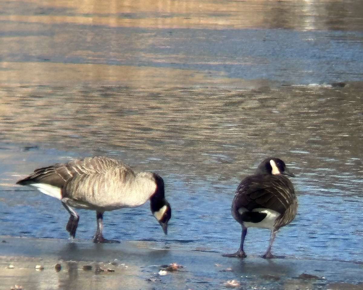 Branta kanadar handia - ML647489290