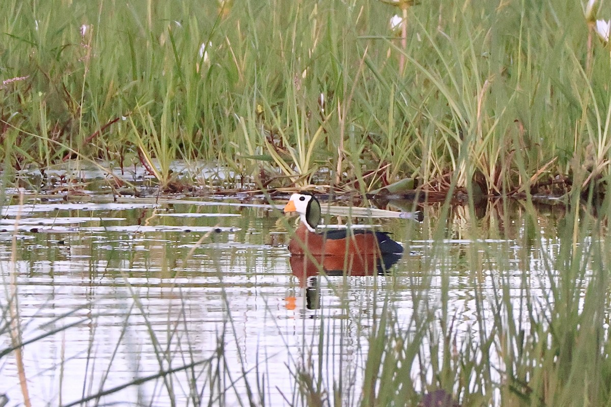 Antzaratxo afrikarra - ML647489292