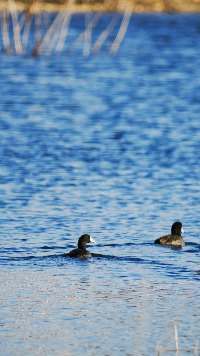 Focha Americana - ML647489297