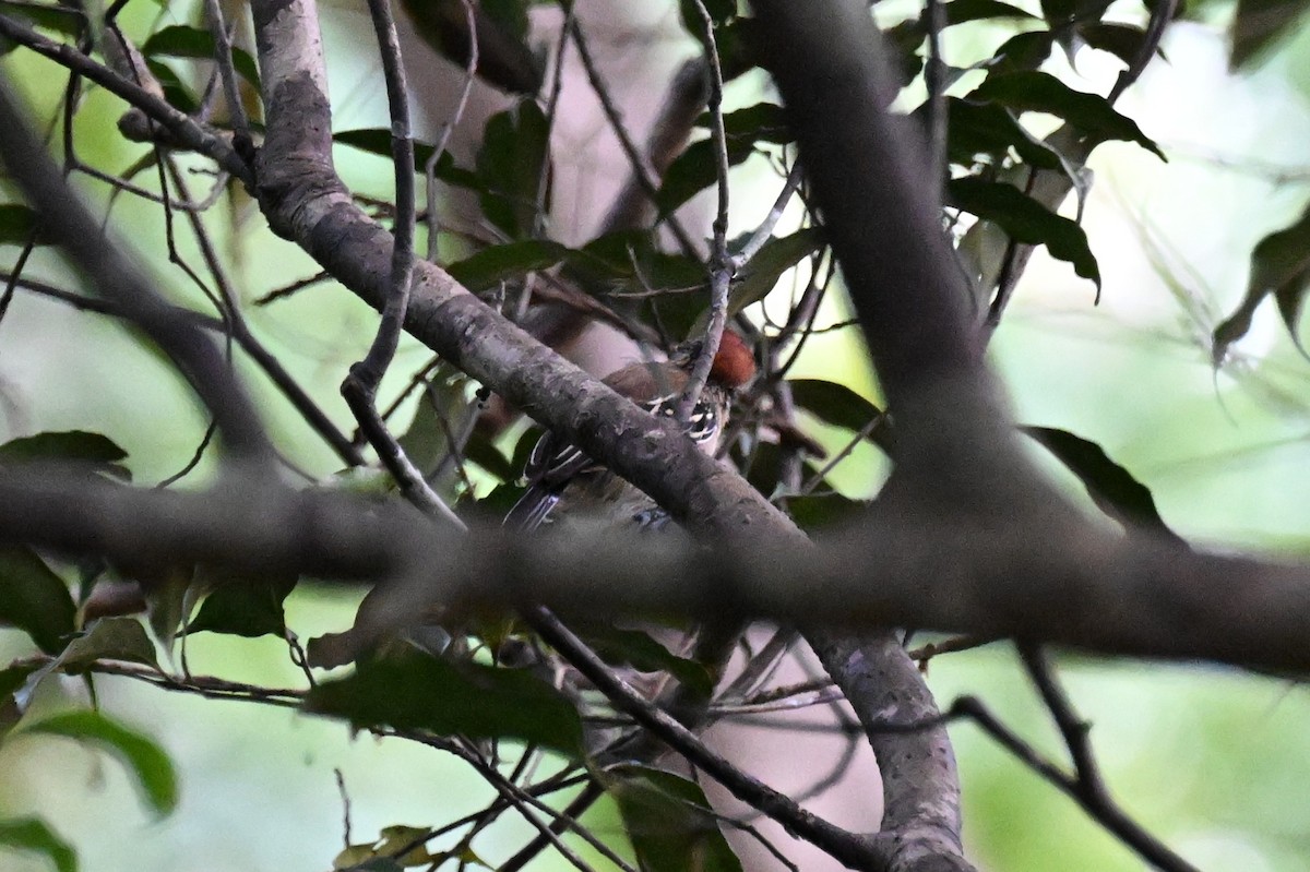Black-crested Antshrike - ML647489308