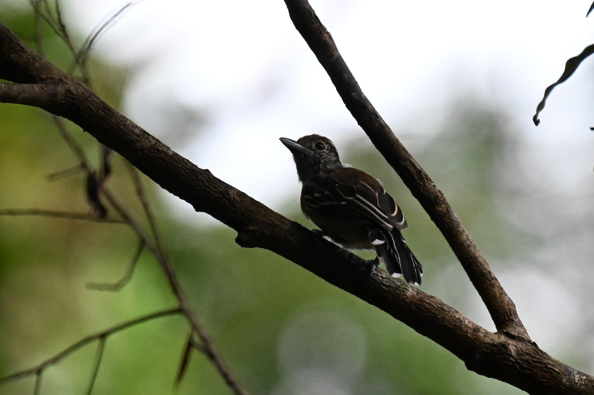 Black-crested Antshrike - ML647489309