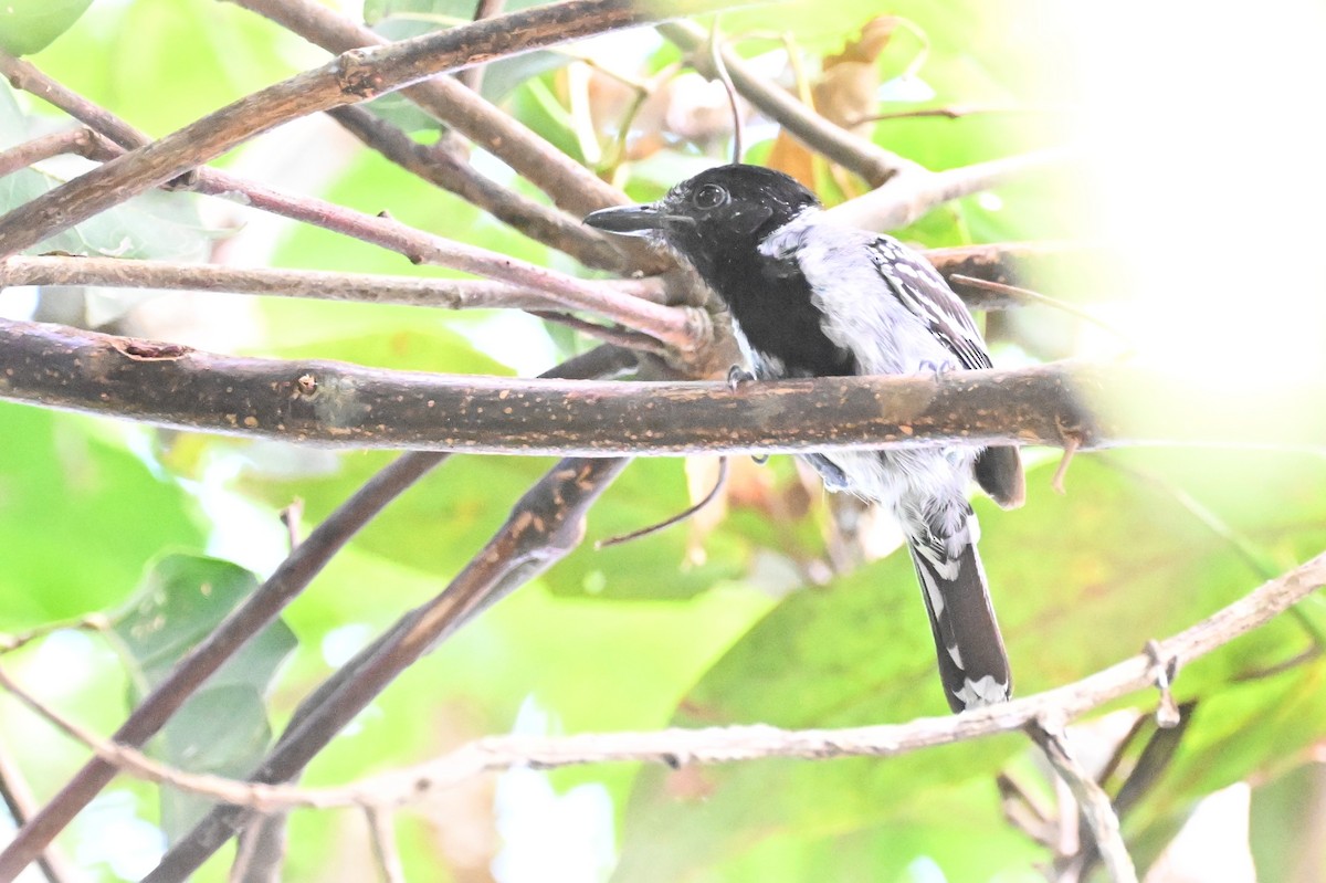 Black-crested Antshrike - ML647489310