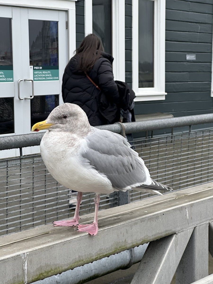 Glaucous-winged Gull - ML647489311