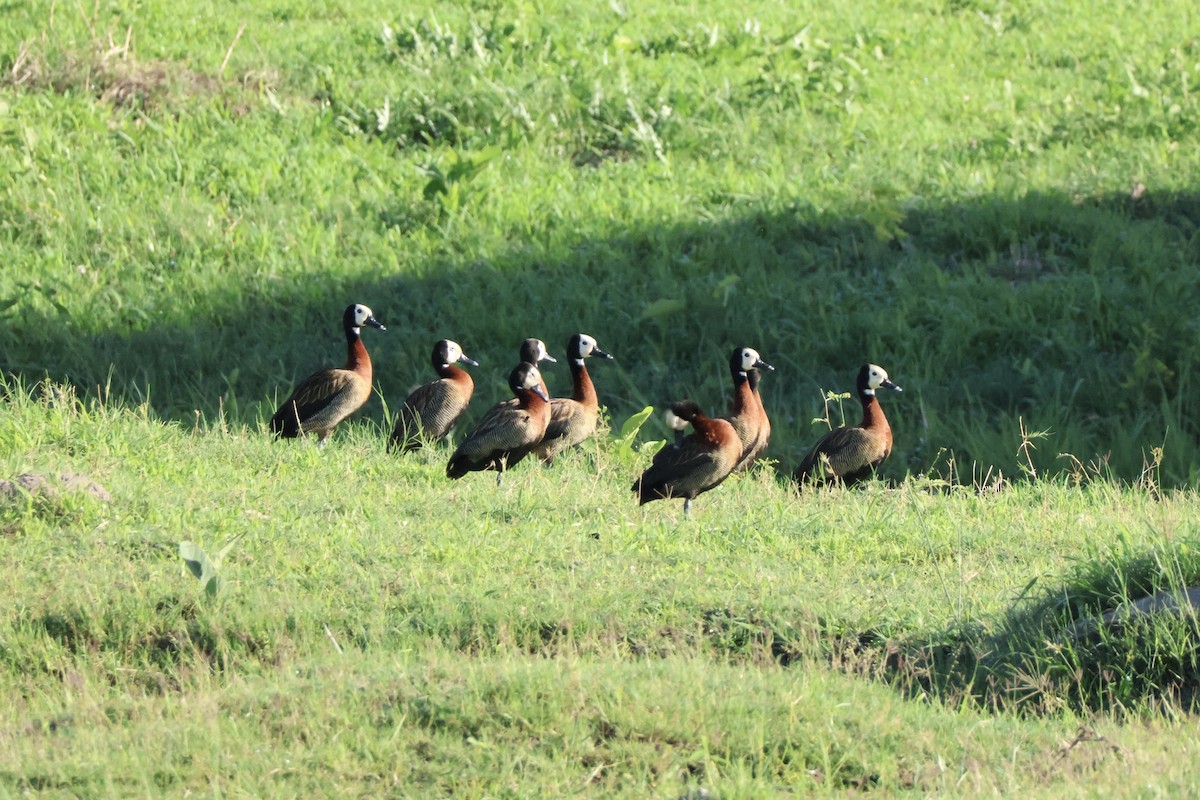 White-faced Whistling-Duck - ML647489314