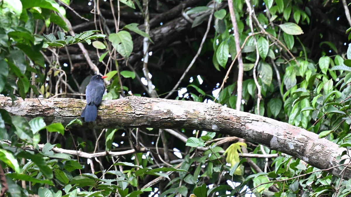 Black-fronted Nunbird - ML647489315