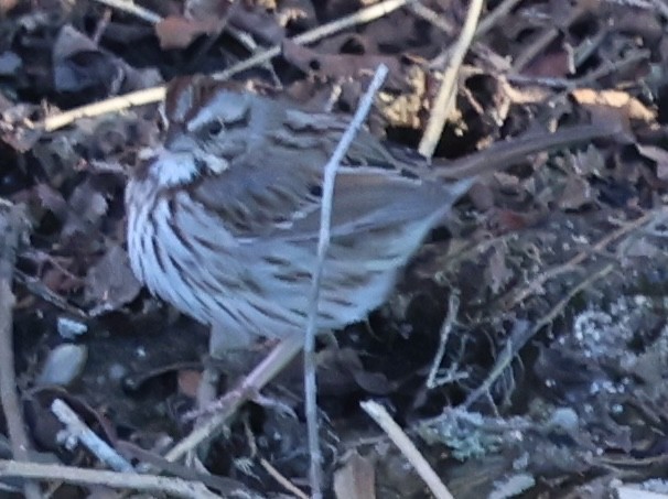 Song Sparrow - ML647489317
