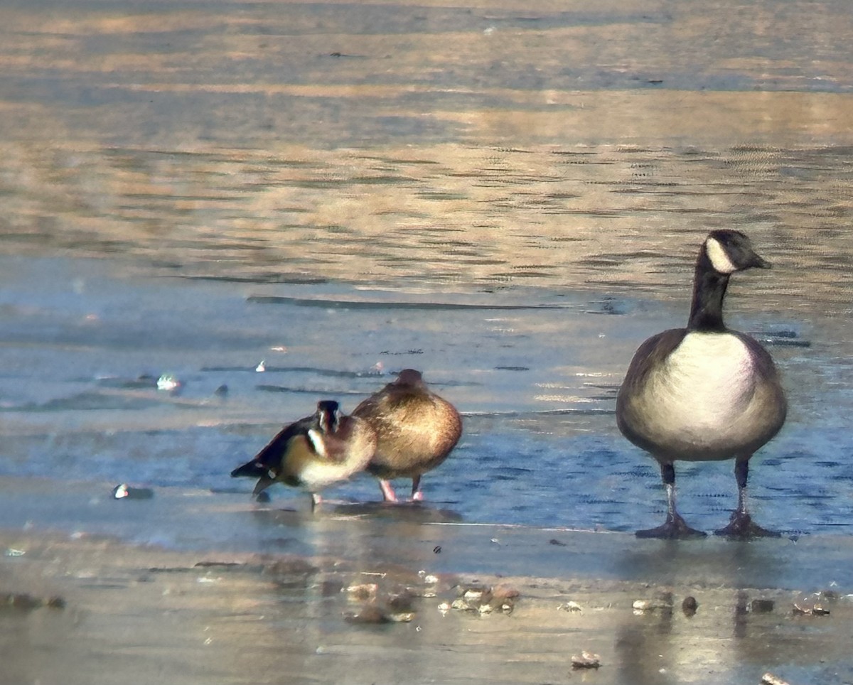 Wood Duck - ML647489318
