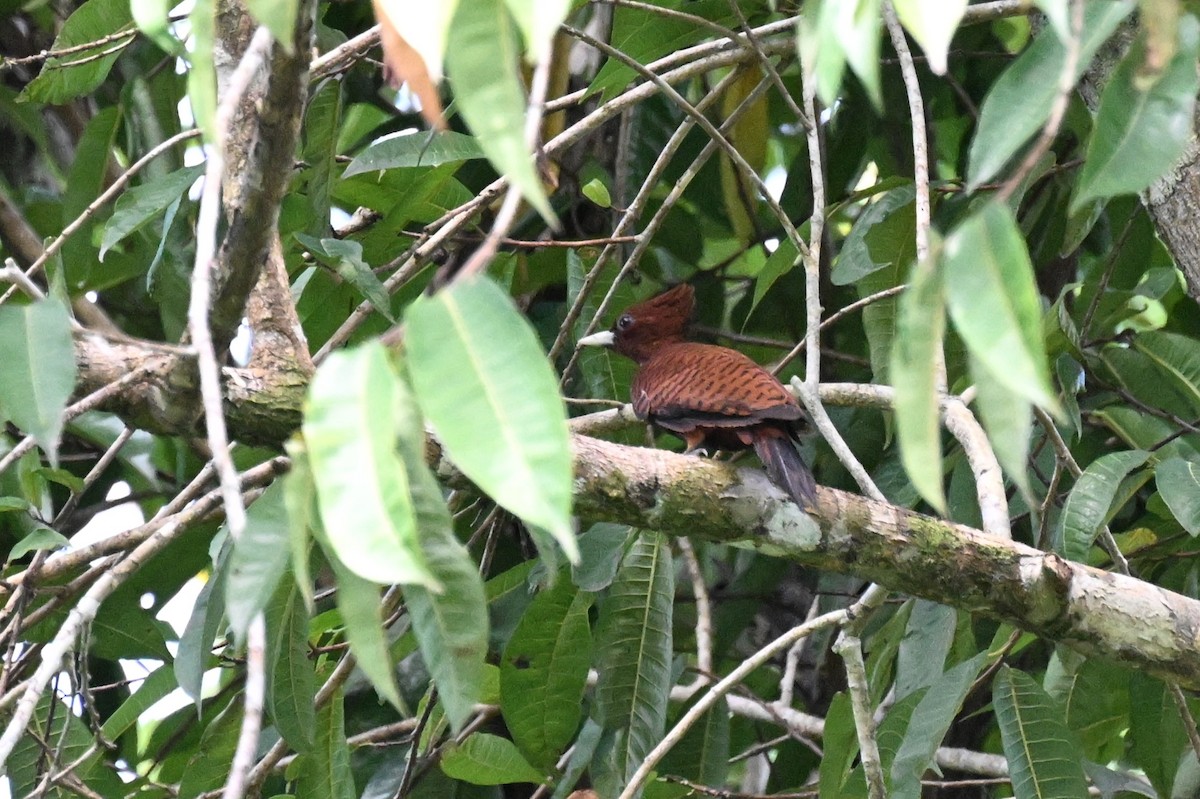 Waved Woodpecker (Scale-breasted) - ML647489319
