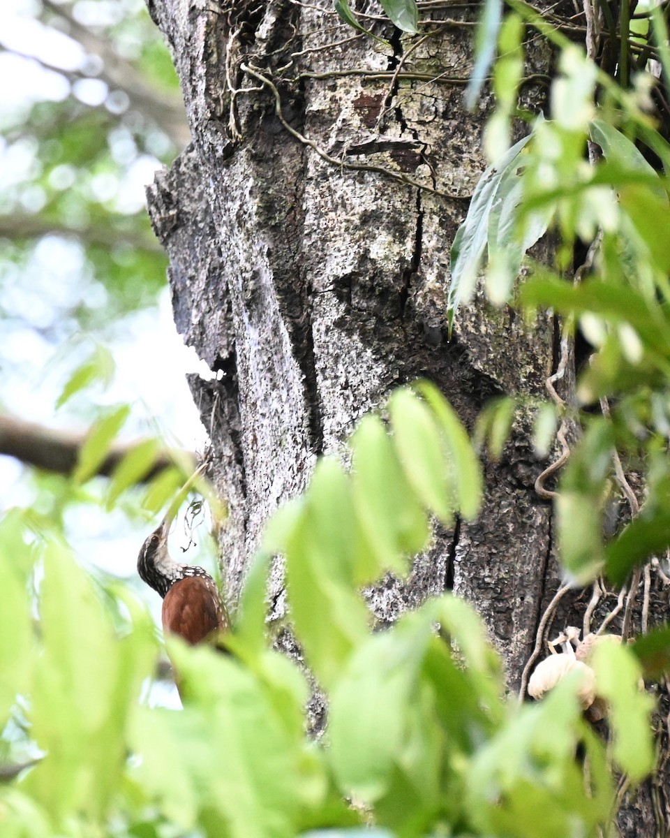 Long-billed Woodcreeper - ML647489320