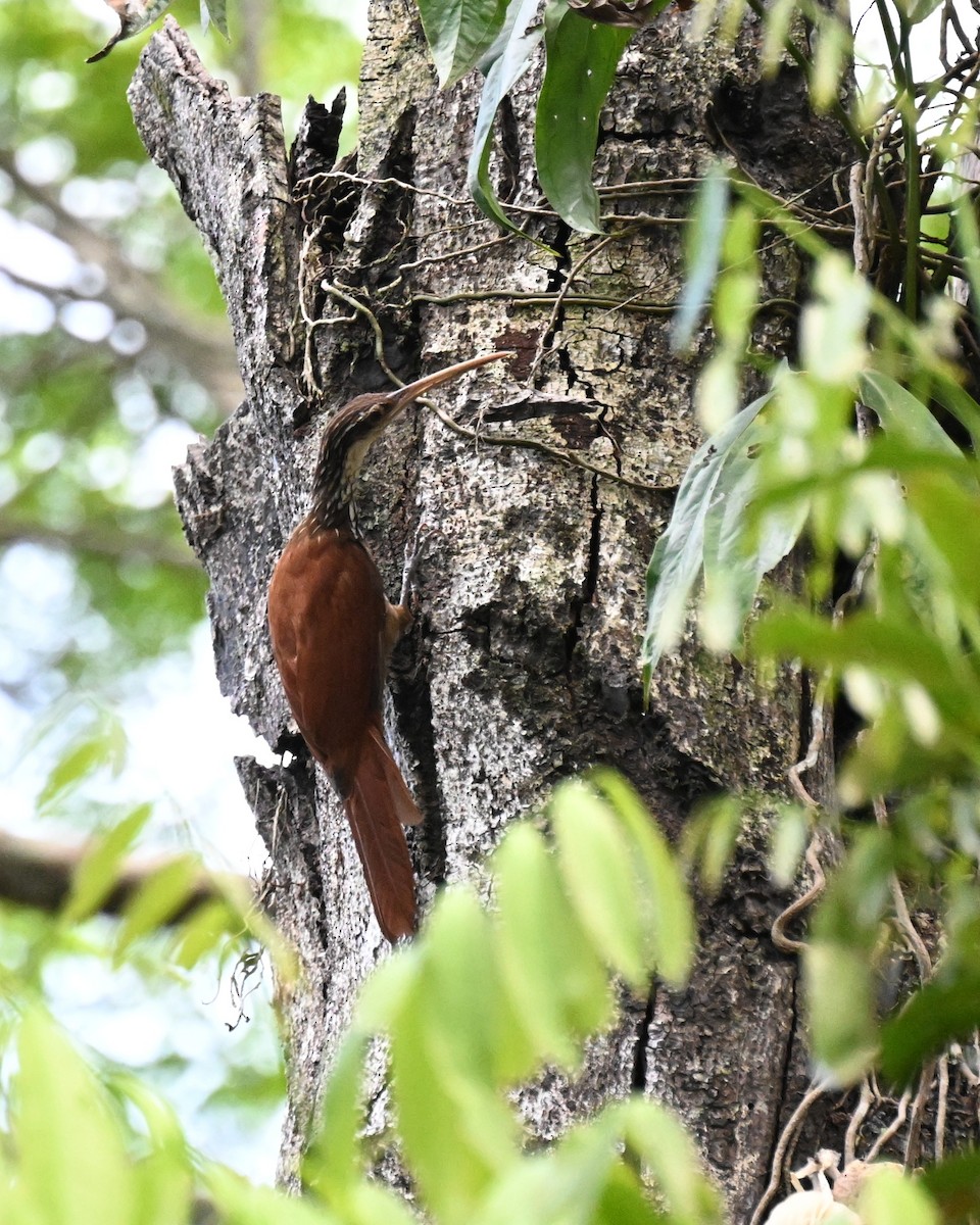 Long-billed Woodcreeper - ML647489321