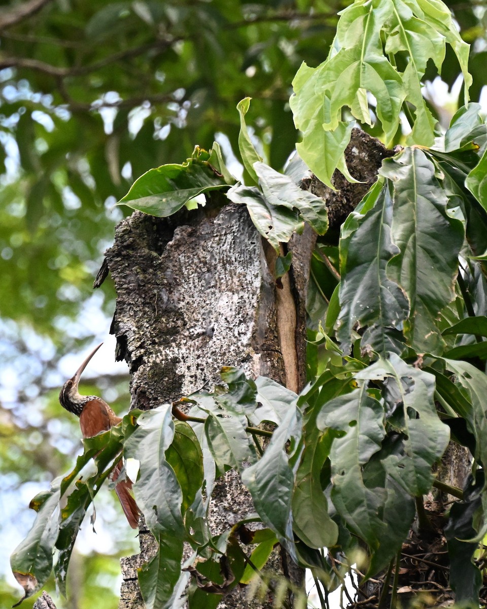 Long-billed Woodcreeper - ML647489322