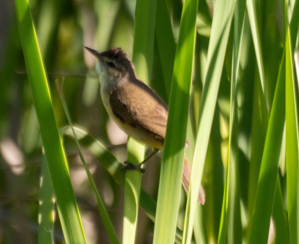 Australian Reed Warbler - ML647489323