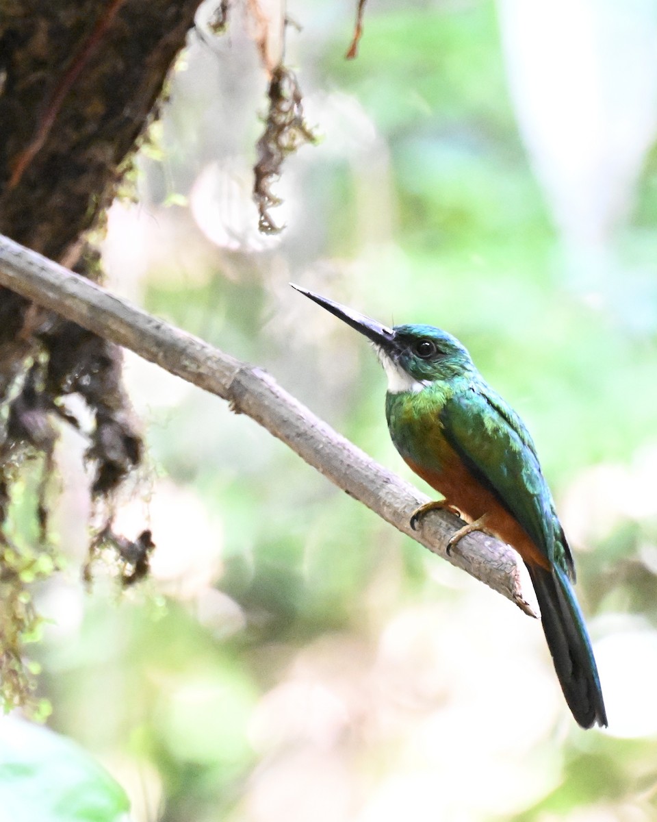 Green-tailed Jacamar - ML647489324