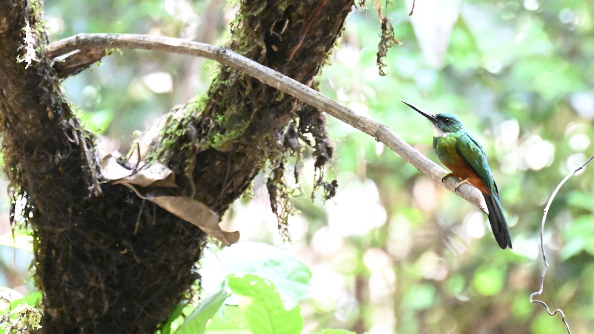 Green-tailed Jacamar - ML647489325
