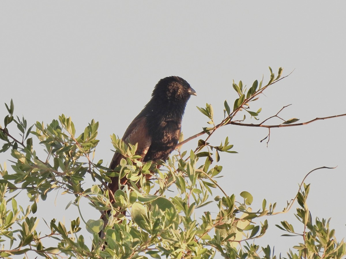Black Coucal - ML647489331