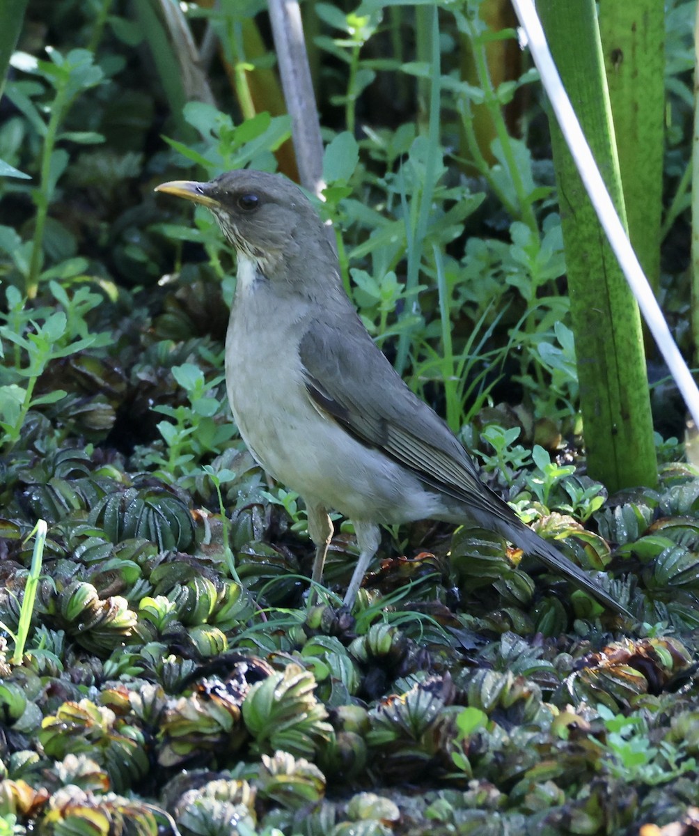 Creamy-bellied Thrush - ML647489332