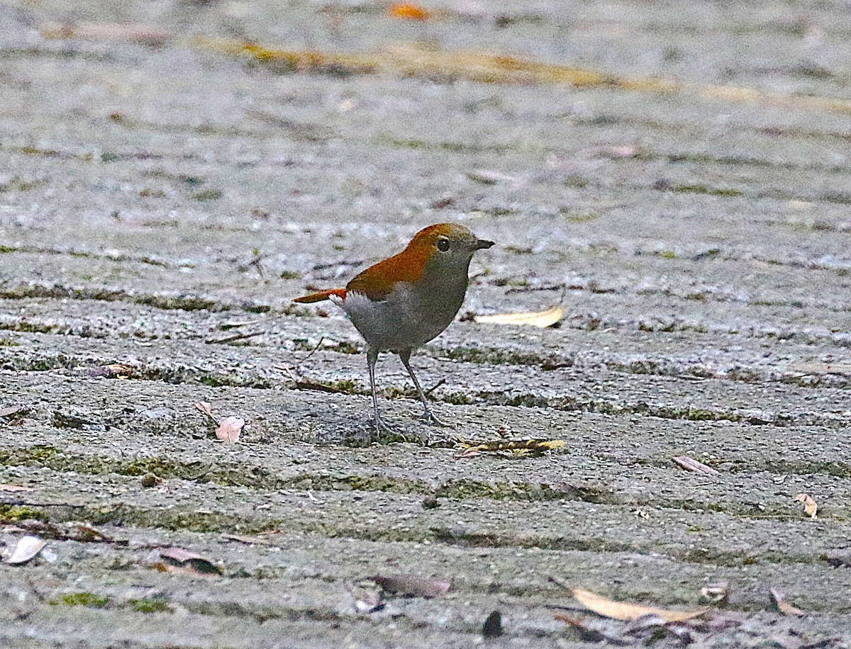 Okinawa Robin - ML647489333