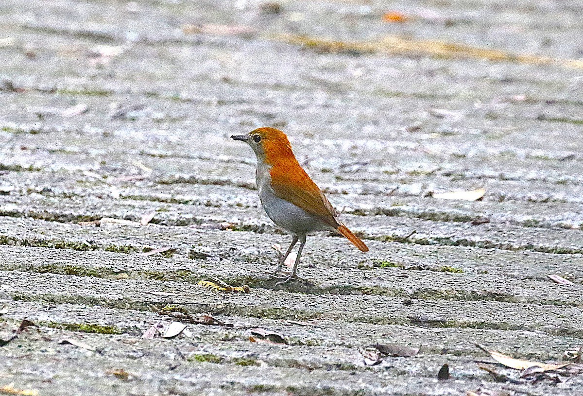 Okinawa Robin - ML647489334