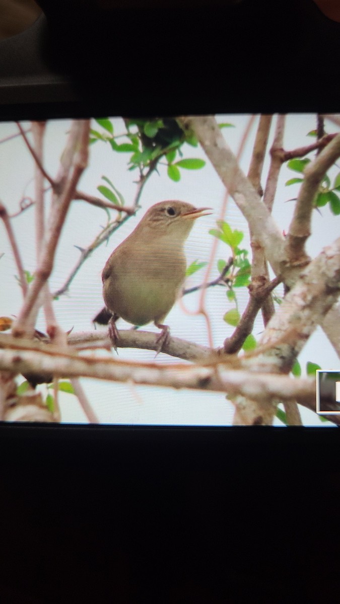 Northern House Wren - ML647489335