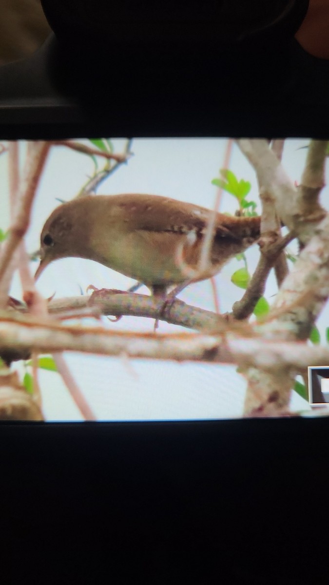 Northern House Wren - ML647489336
