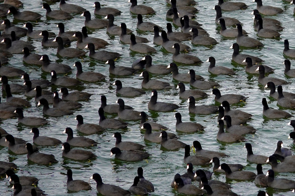 American Coot - ML647489339