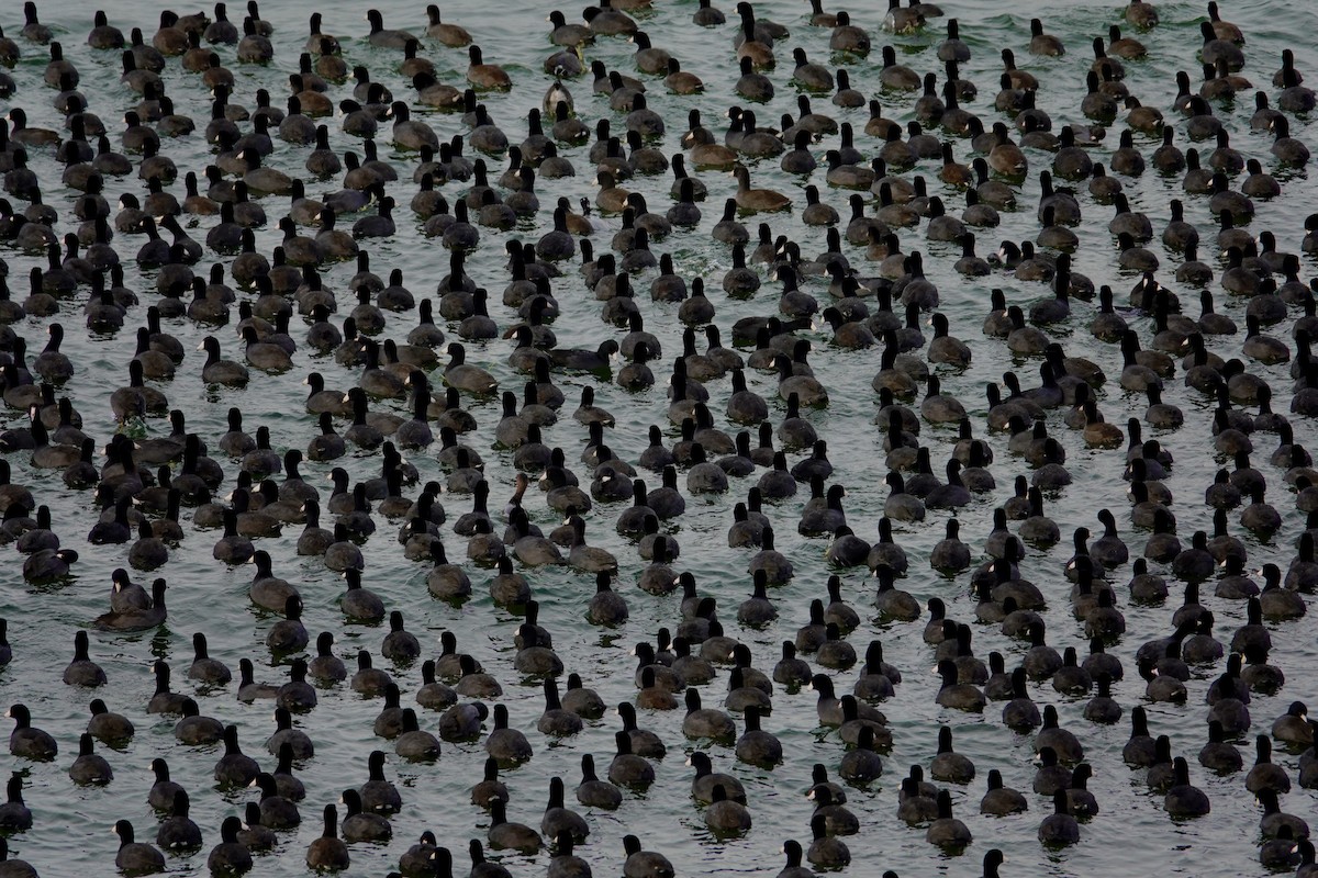 American Coot - ML647489340