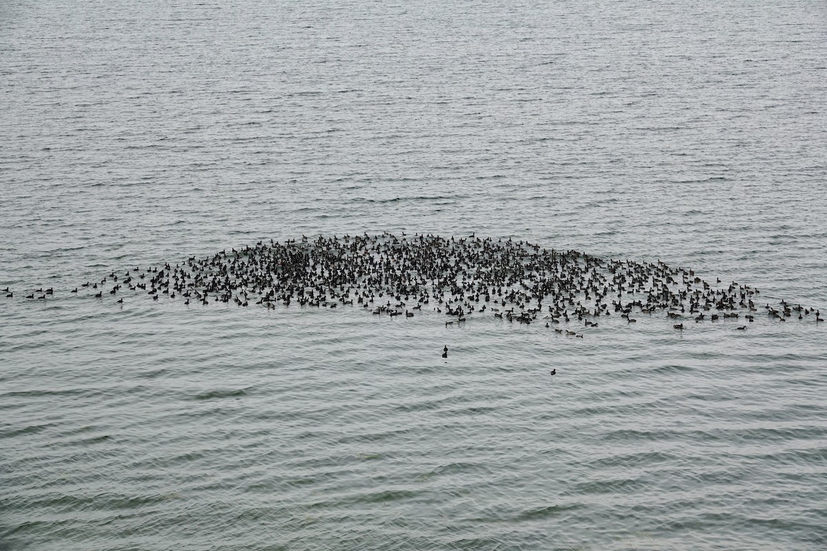 American Coot - ML647489341