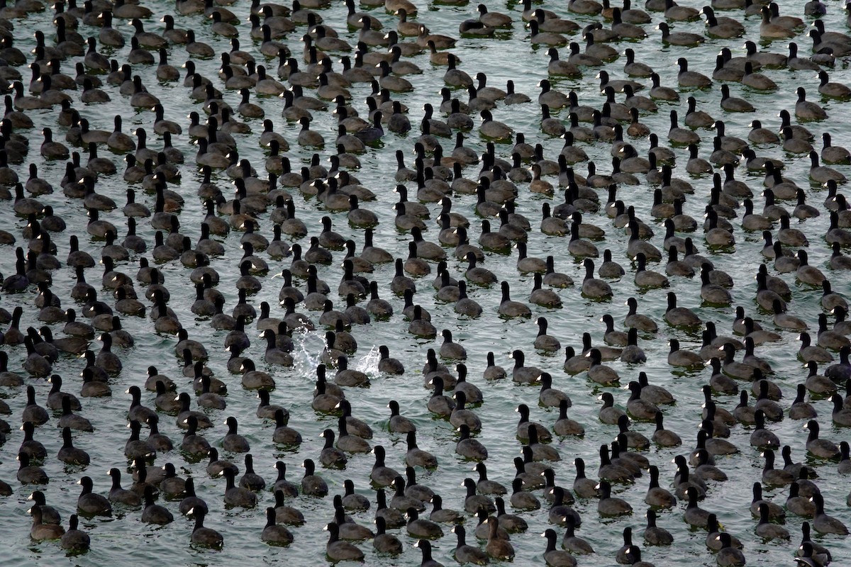 American Coot - ML647489342