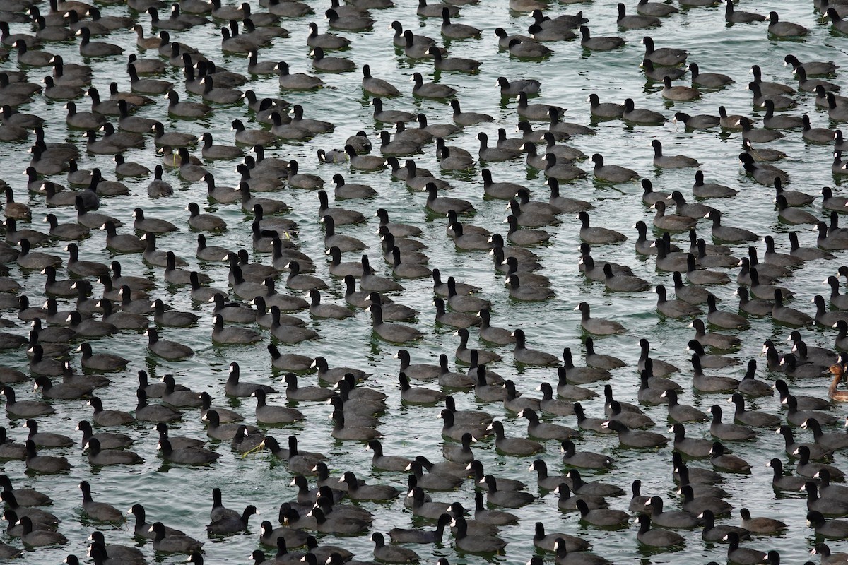 American Coot - ML647489343