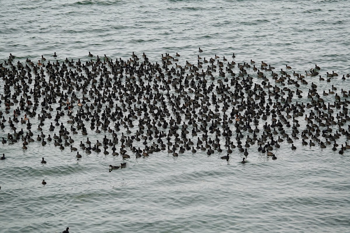 American Coot - ML647489344