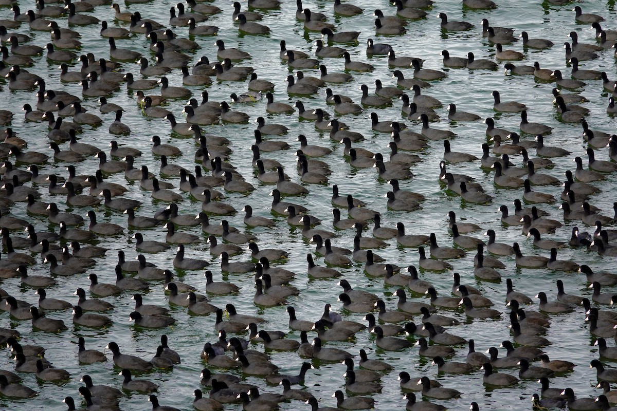 American Coot - ML647489345