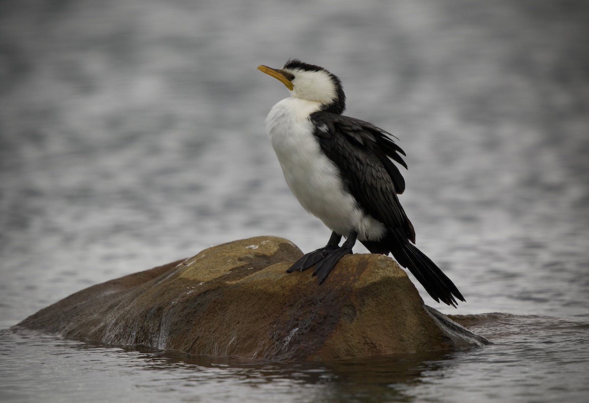 Little Pied Cormorant - ML647489349