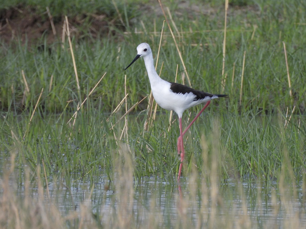 Black-winged Stilt - ML647489350