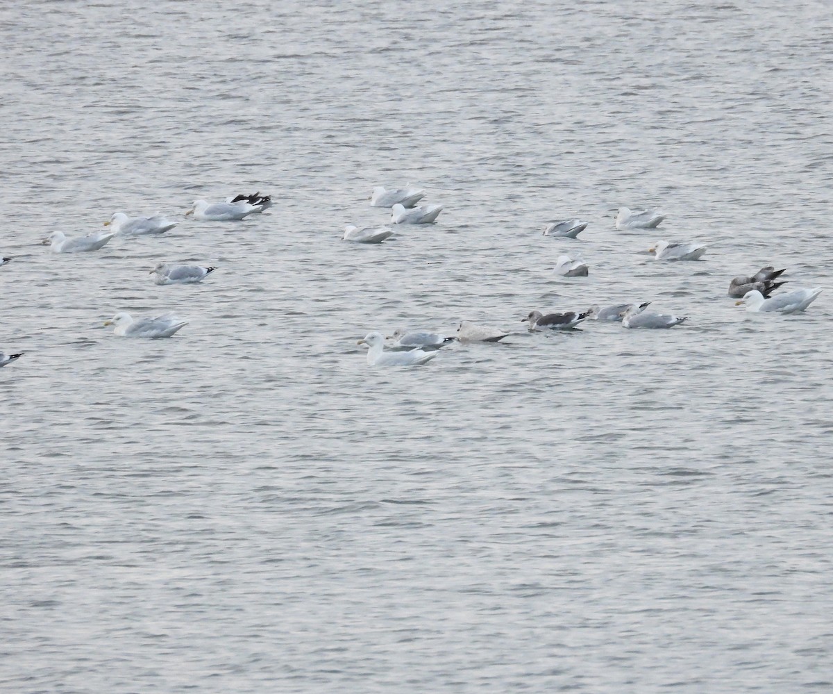 Lesser Black-backed Gull - ML647489358
