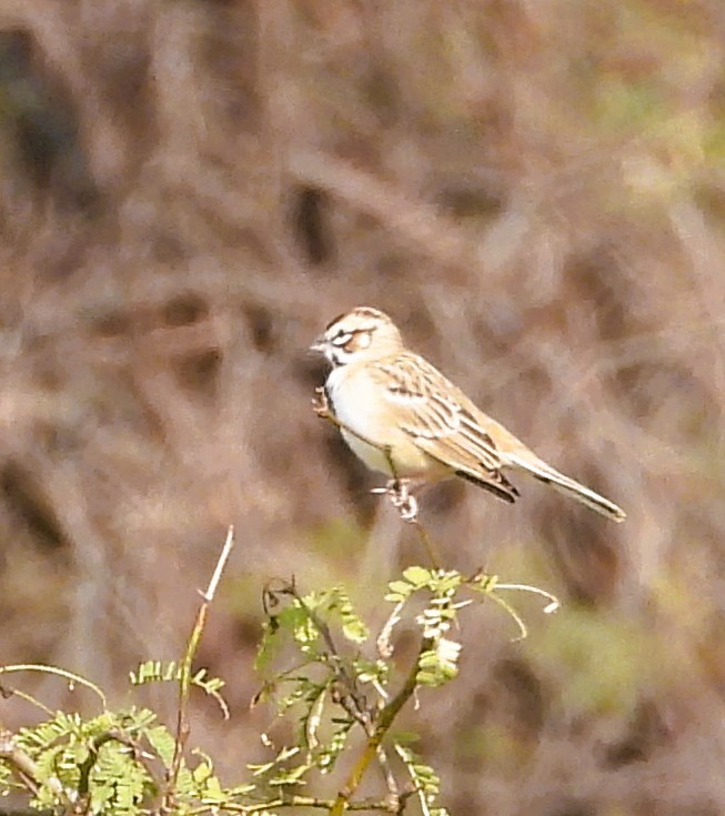 Lark Sparrow - ML647489361