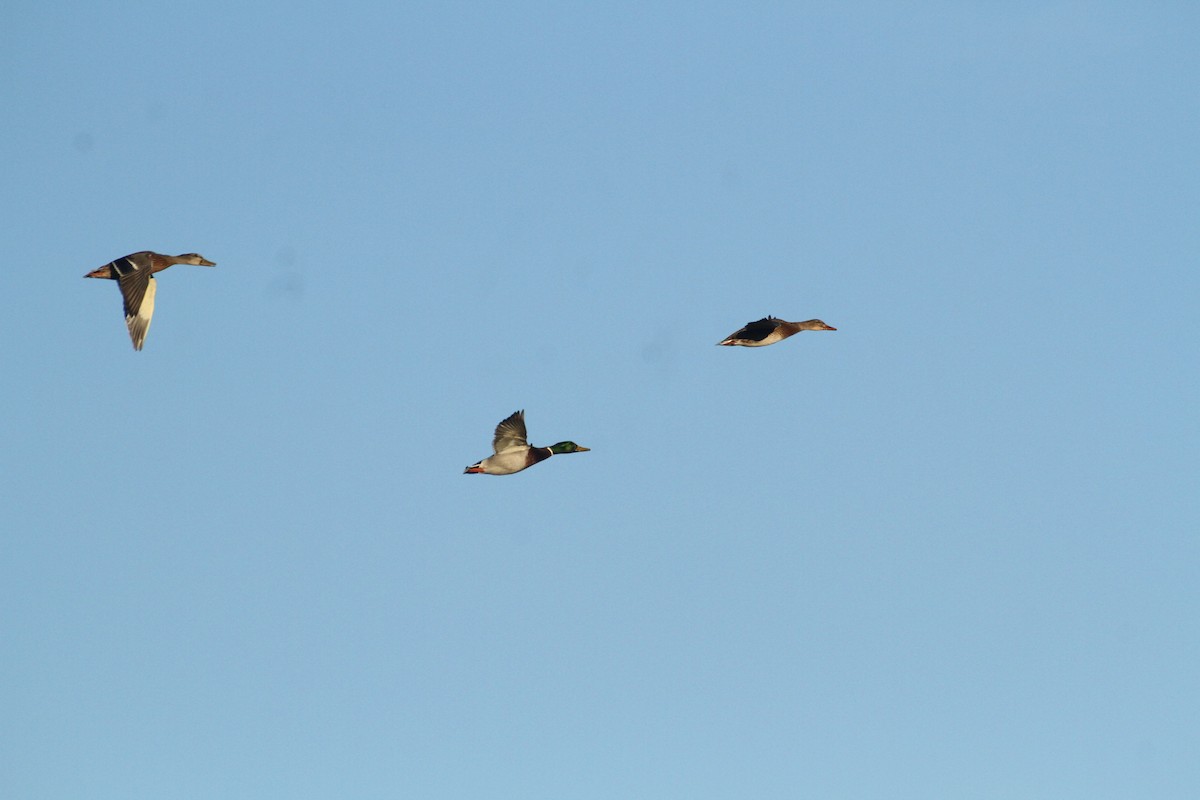 Stockente - ML647489367